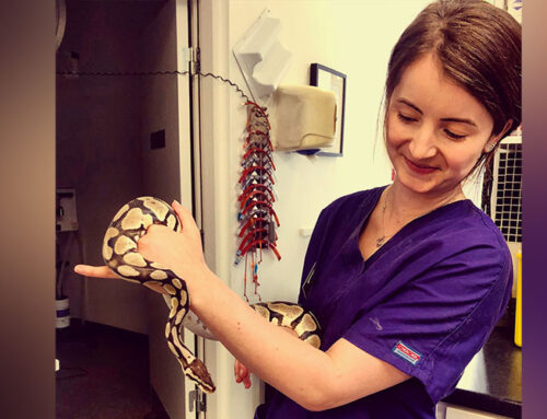 From SGU to Saving Wildlife Around the World: Spotlight on Kate Williams, DVM ’18